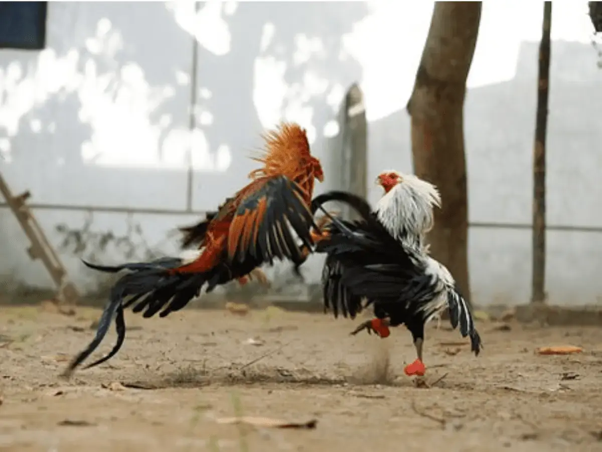 Live Cockfighting PeryaGame