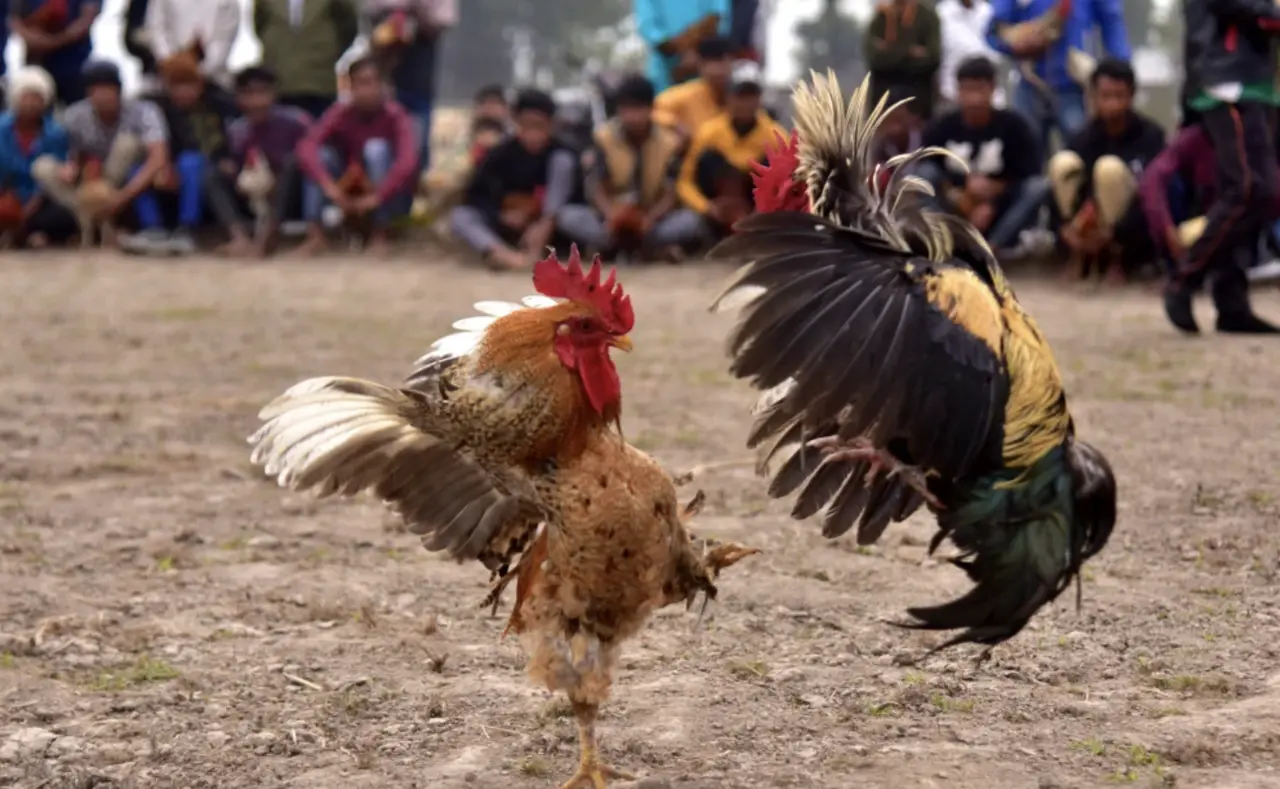 Live Cockfighting Thomo PeryaGame